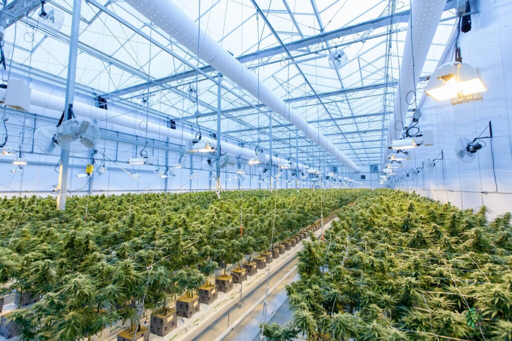 Image of Cannabis Growing in Greenhouse