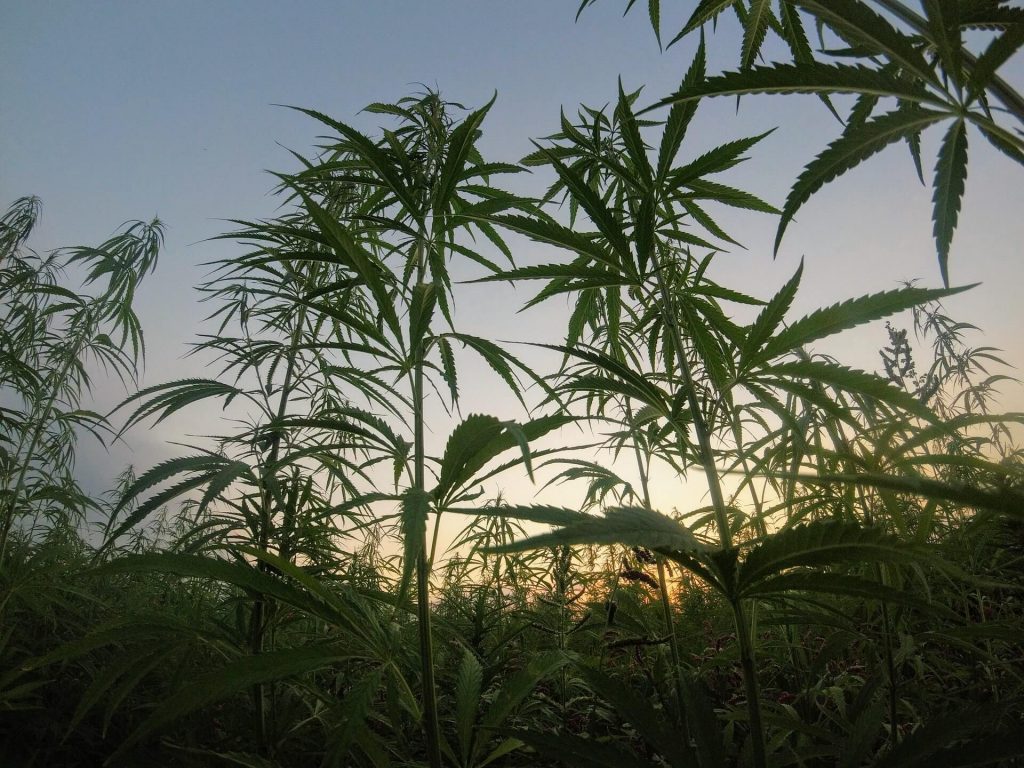 Image of Cannabis at Sunset Growing in Field