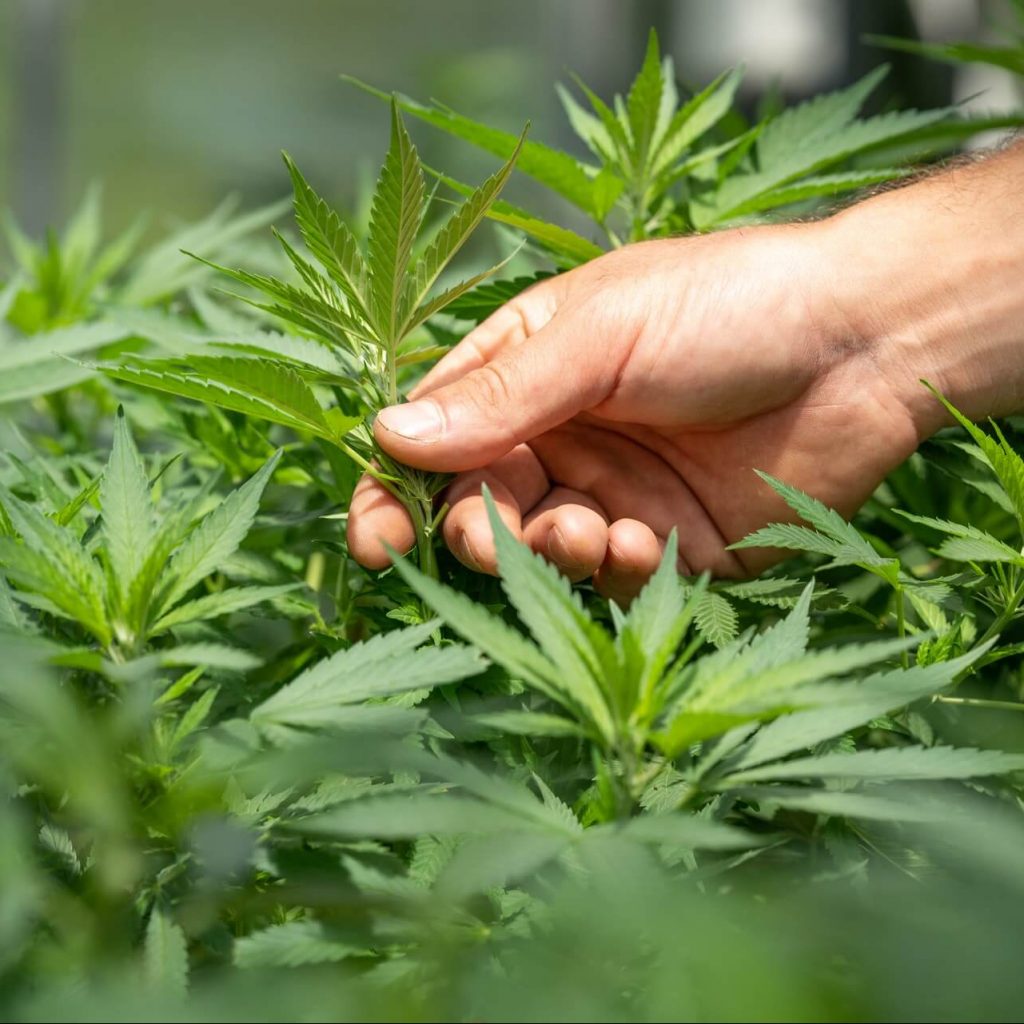 Image of Growers Handling Cannabis