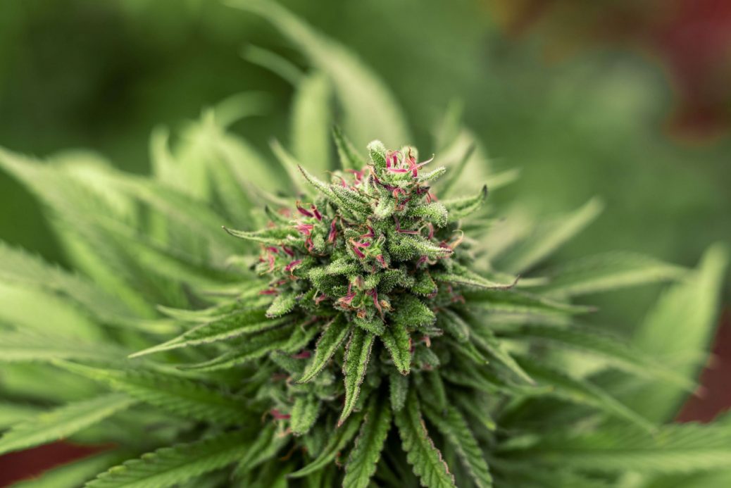 Green Cannabis Flower